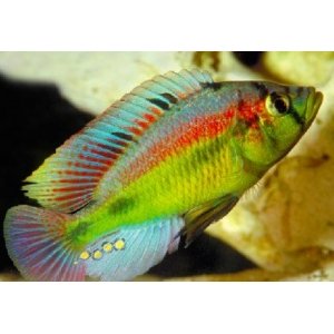 Haplochromis Aeneocolor