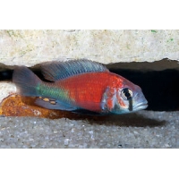 Haplochromis Salmon