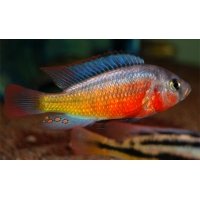 Haplochromis sp. Rock Kribensis 4-5cm