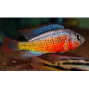 Haplochromis sp. Rock Kribensis 4-5cm