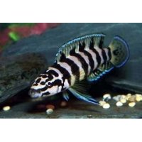 Julidochromis Gombi