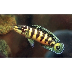 Julidochromis Transcriptus