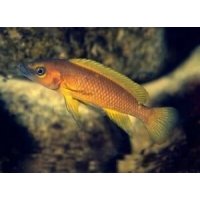 Lamprologus Leleupi lilac