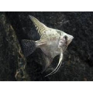 Maanvis California 3-4cm