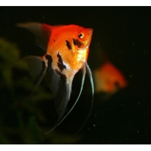 Maanvis red devil