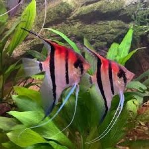 Pterophyllum Scalare Manacapura red back