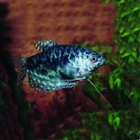 Marmergourami