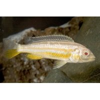 Melanochromis Auratus albino