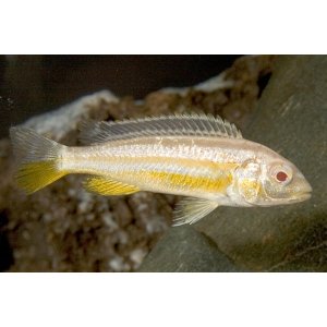 Melanochromis Auratus albino