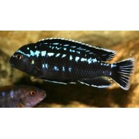 Melanochromis Interruptus