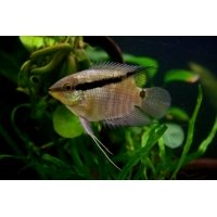 Mesonauta Festivus 4-5cm