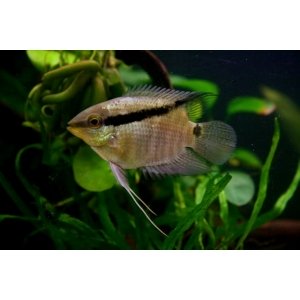 Mesonauta Festivus 4-5cm