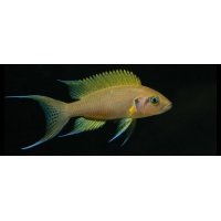 Lamprologus Pulcher Daffodil