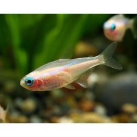 Neontetra goud 2,5cm