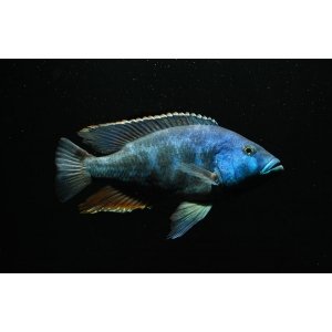 Nimbochromis Livingstonii