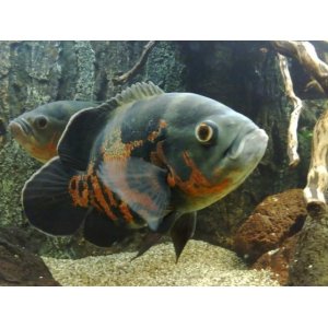 Astronotus Ocellatus