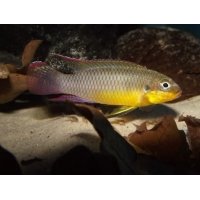 Pelvicachromis Taeniatus Lobe 3-4cm