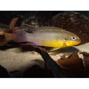 Pelvicachromis Taeniatus Lobe 3-4cm