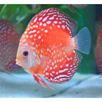 Discus Pigeon checkerboard Discus Pigeon checkerboard