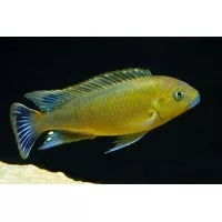 Pseudotropheus Williamsi 5-6cm Pseudotropheus Williamsi 5-6cm