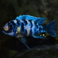 Pseudotropheus Zebra blue ob masinje 4-5cm Pseudotropheus Zebra blue ob masinje 4-5cm