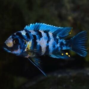 Pseudotropheus Zebra blue ob masinje 4-5cm