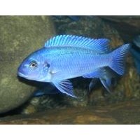 Pseudotropheus Zebra blue