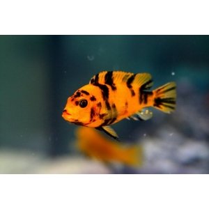 Pseudotropheus zebra red ob