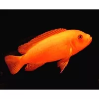 Pseudotropheus zebra red Pseudotropheus zebra red