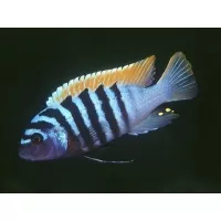 Pseudotropheus Zebra 3-4cm Pseudotropheus Zebra 3-4cm