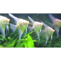 Pterophyllum scalare rio japura albino