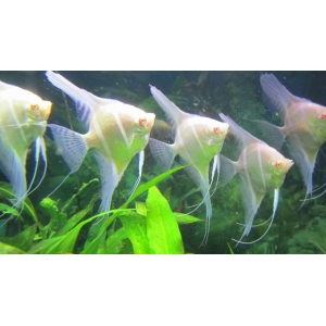 Pterophyllum scalare rio japura albino