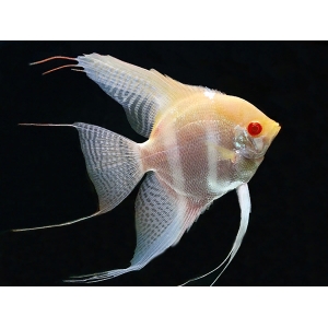 Pterophyllum Scalare rio nanay albino 4cm