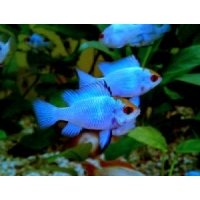 Microgeophagus Ramirezi blue electric 3-3,5cm