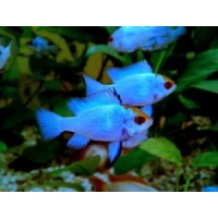 Microgeophagus Ramirezi blue electric 3-3,5cm Microgeophagus Ramirezi blue electric 3-3,5cm