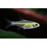 Rasbora Kubotai 1-2cm