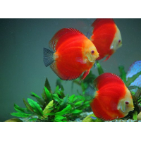 Discus Red Melon