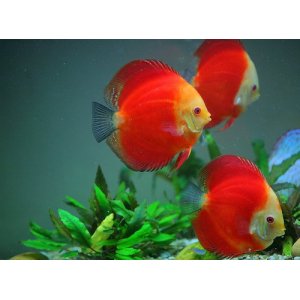 Discus Red Melon