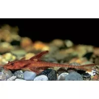 Rineloricaria sp. Red 4-5cm Rineloricaria sp. Red 4-5cm