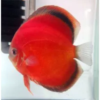 Discus San Merah Discus San Merah