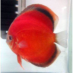 Discus San Merah