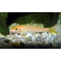 Siamese algeneter gold 4cm