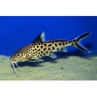 Synodontis Multipunctatus 5-6cm