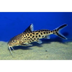 Synodontis Multipunctatus sp. zilver 4cm