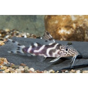 Synodontis Ornatipinnis 4-5cm