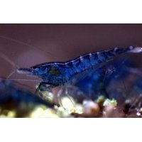 Neocaridina davidi topaz blue 1.5cm