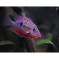 Thorichthys Meeki