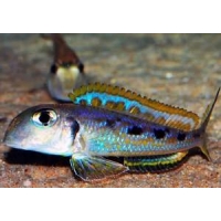 Xenotilapia Ochrogenys ndole 4-5cm