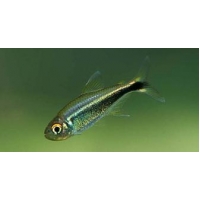 Zwarte neon diamant 2,5-3cm