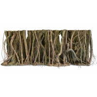 Rockzolid Tropical forest roots Rockzolid Tropical forest roots